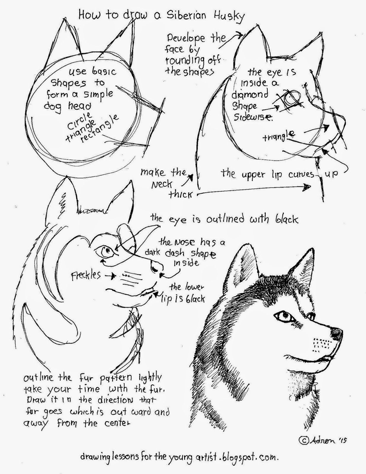 1236x1600 How To Draw A Siberian Husky Free Printable Worksheet (How To Draw
