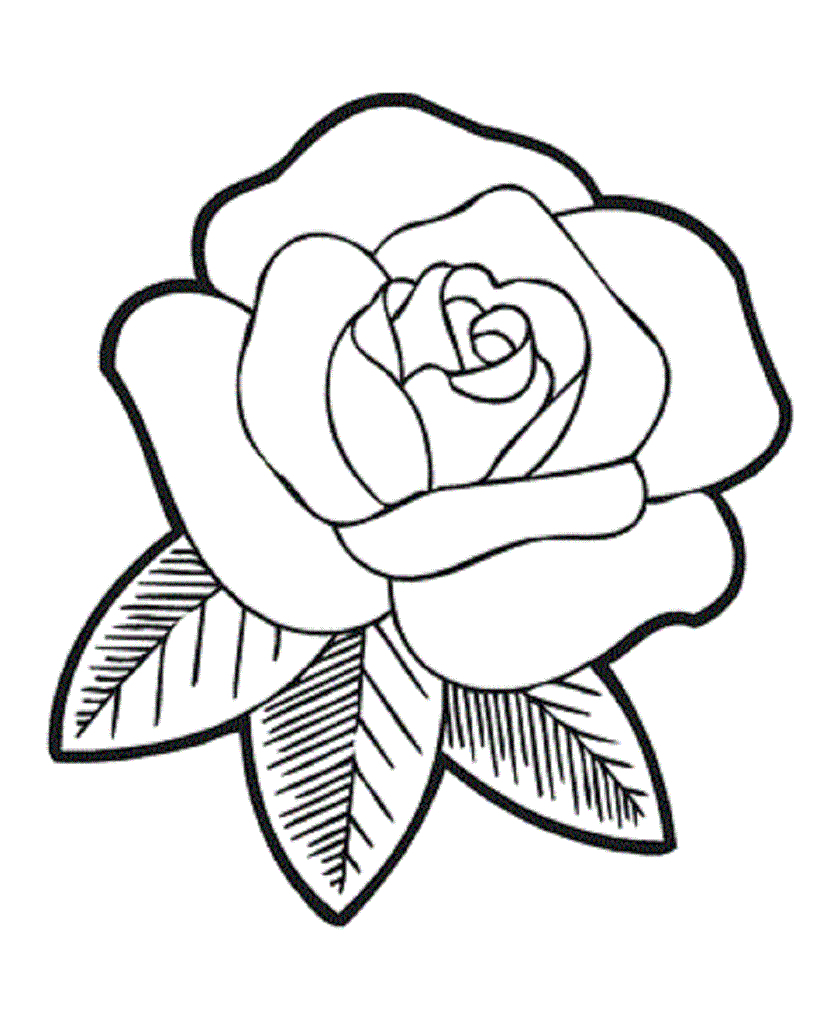 837x1024 Rose Flower Drawing Images Surprising Coloring Pages Draw Easy