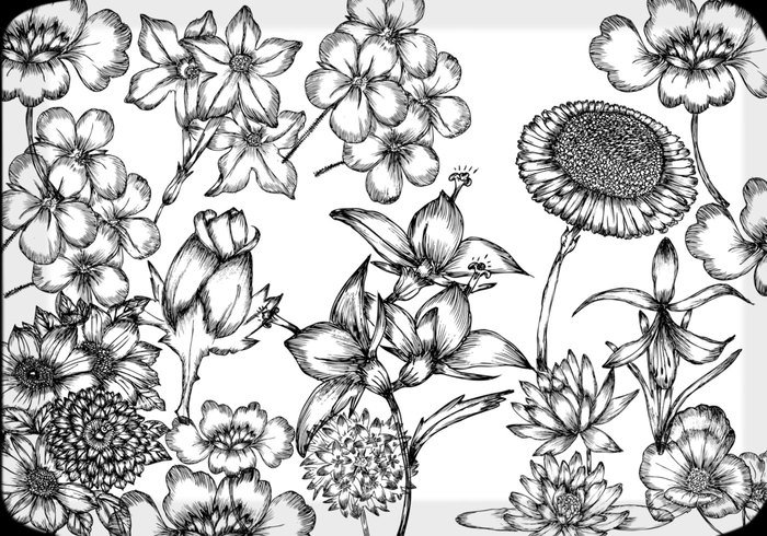 700x490 Hand Drawn Flowers Free Brush Pack
