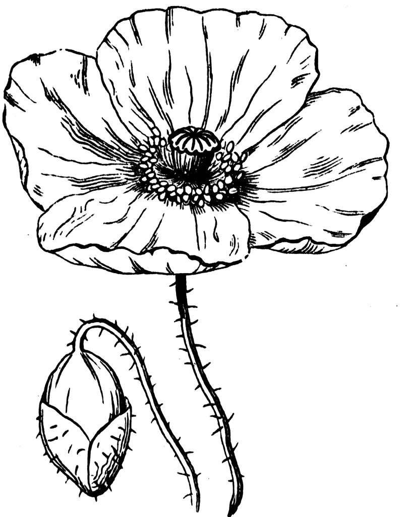 795x1024 Poppy Flower Drawing Poppy Clipart Etc Susie's 1944 Board