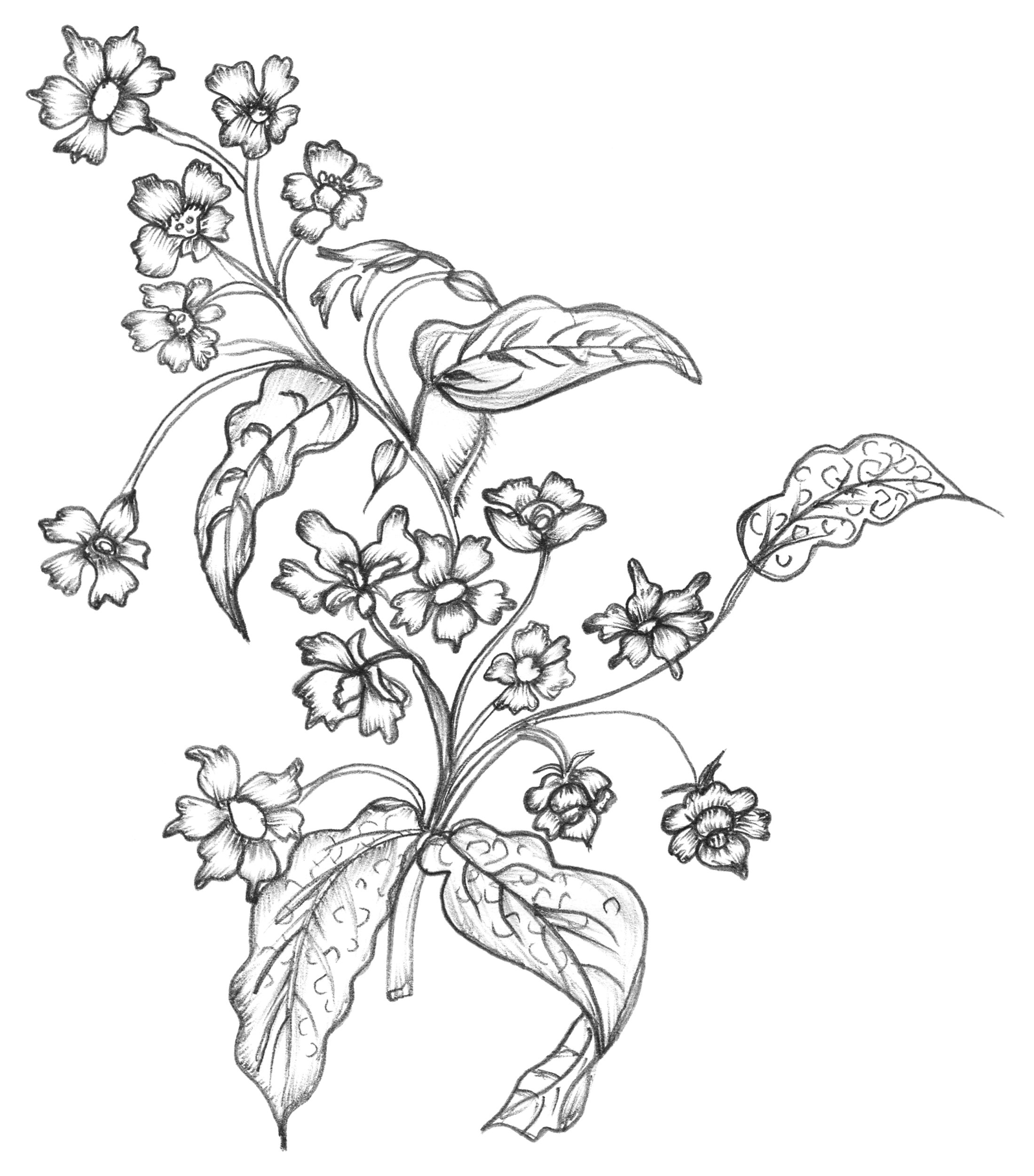 2199x2500 Sketchy Flowers Free Vector 4vector