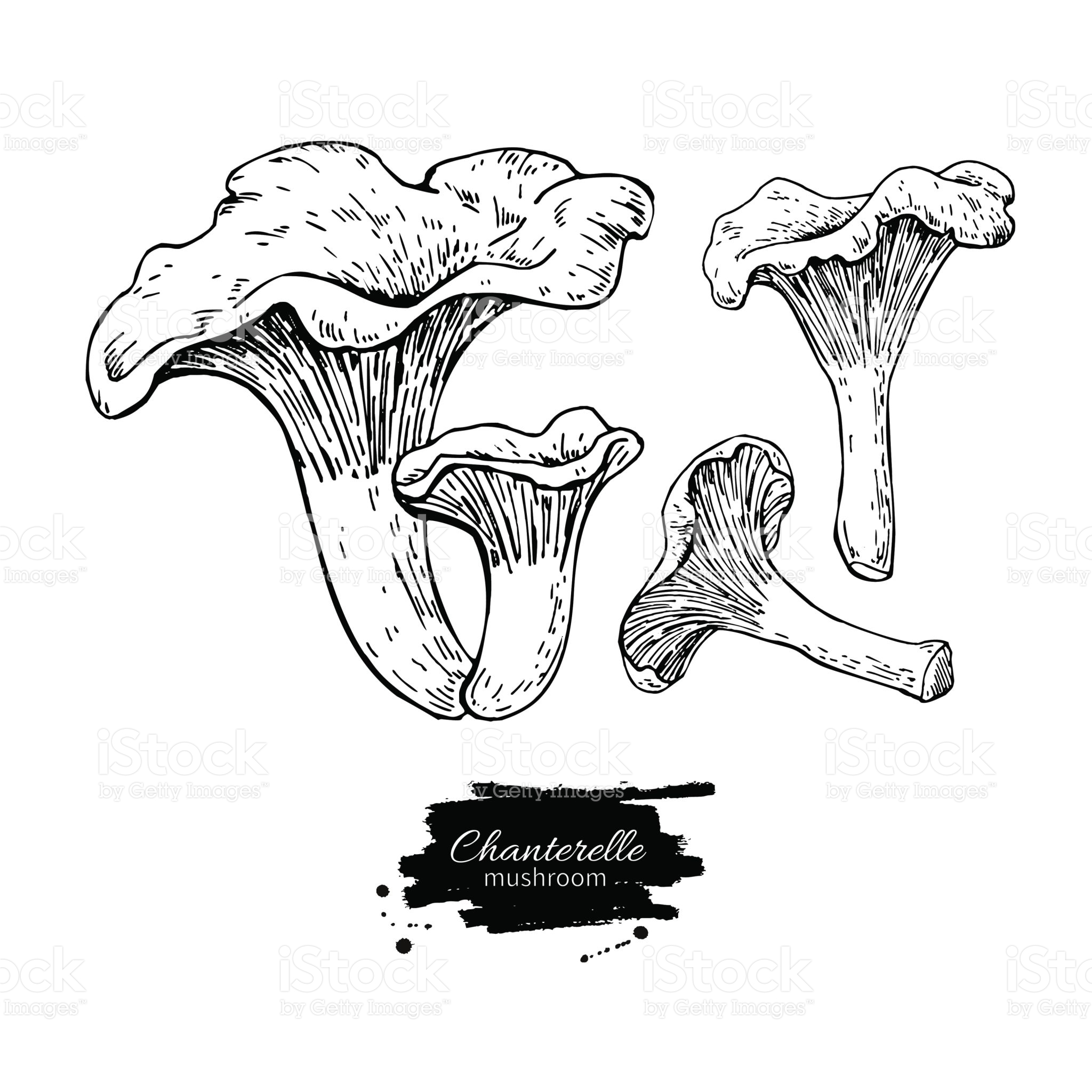 2048x2048 Chanterelle Mushroom Hand Drawn Vector Illustration Set. Sketch