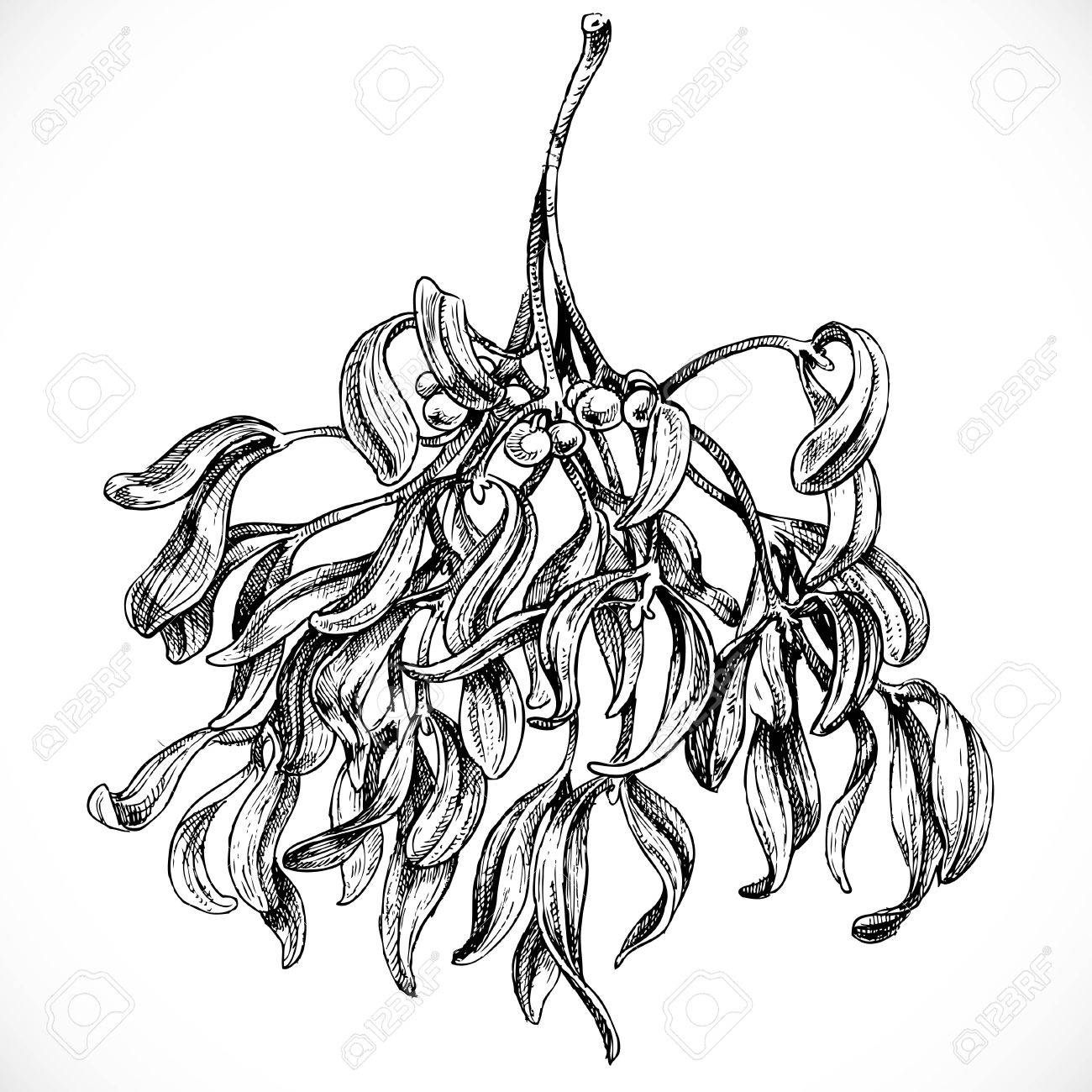 1300x1300 Black And White Graphic Drawing Of Mistletoe Royalty Free Cliparts