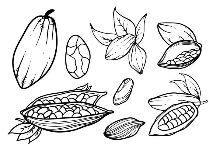 700x490 Free Hand Drawn Cocoa Beans Vector