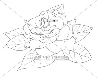 380x306 Beautiful Flowers Roses White Background Drawn By Hand