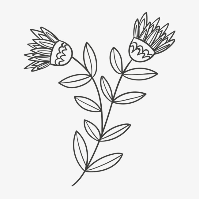 650x651 Hand Drawn Two Flowers, Flower, Hand, Gray Png Image For Free Download