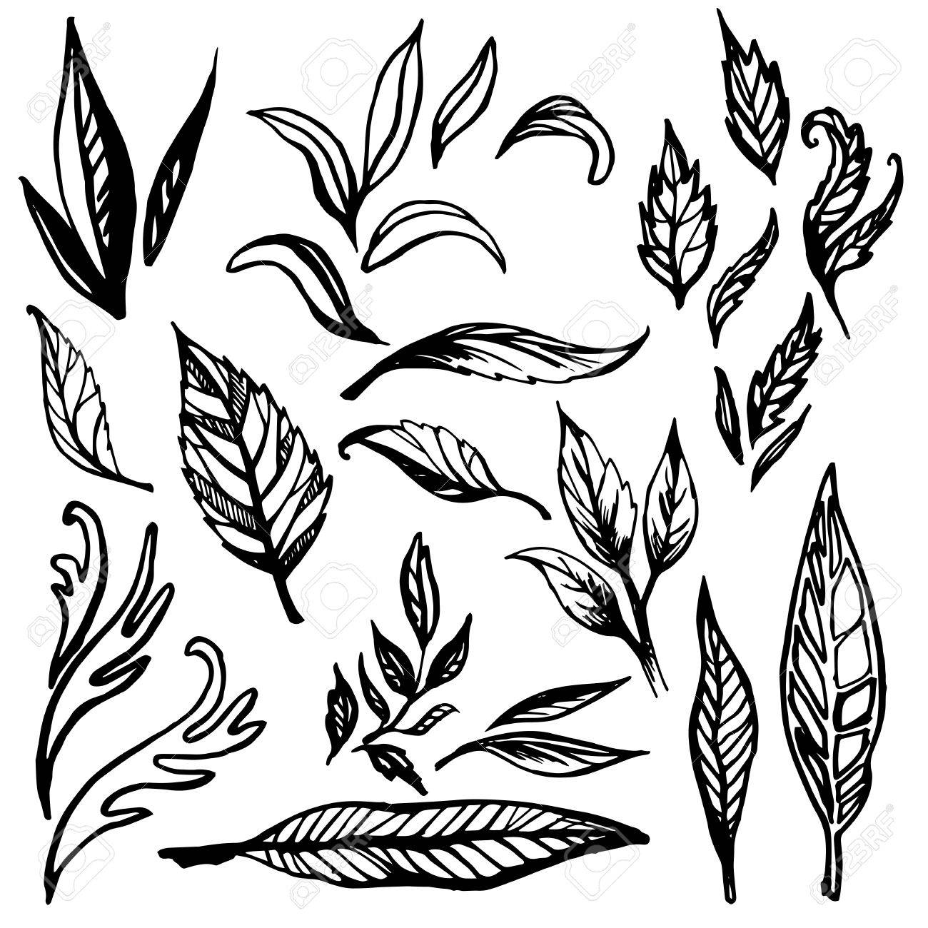 1300x1300 Set Of Vector Floral Design Elements, Freehand Drawing