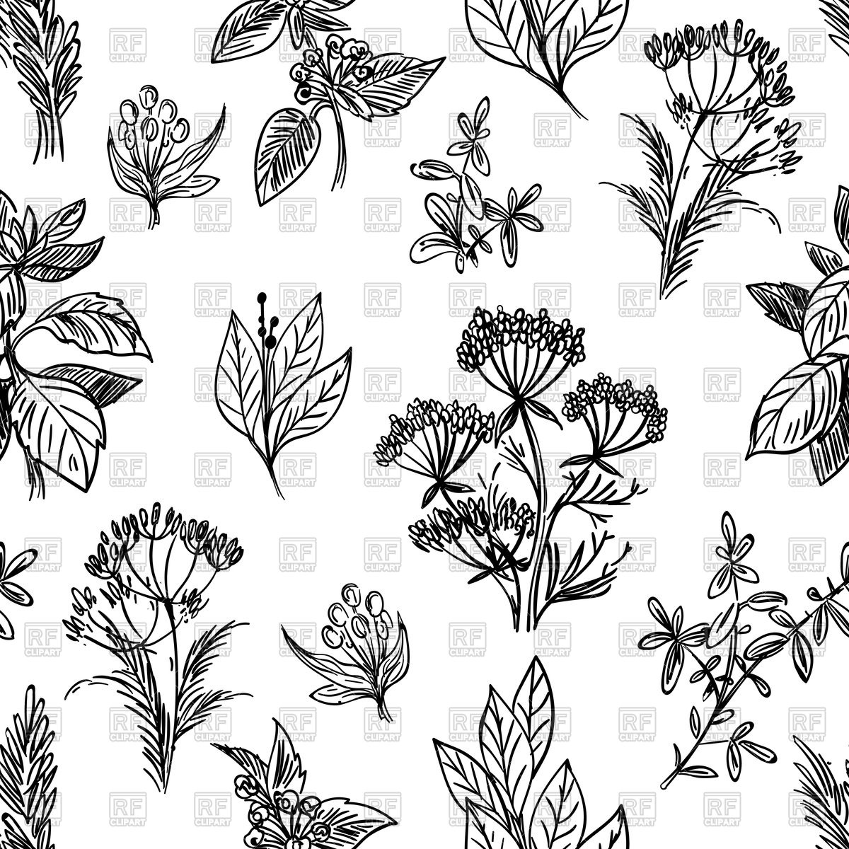 1200x1200 Sketch Herbs And Flowers Hand Drawn Seamless Pattern Royalty Free
