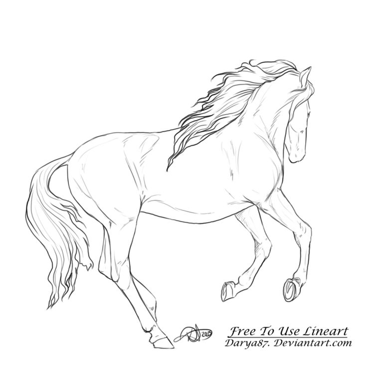 736x736 77 Best Horse Line Art How To Images On Drawings