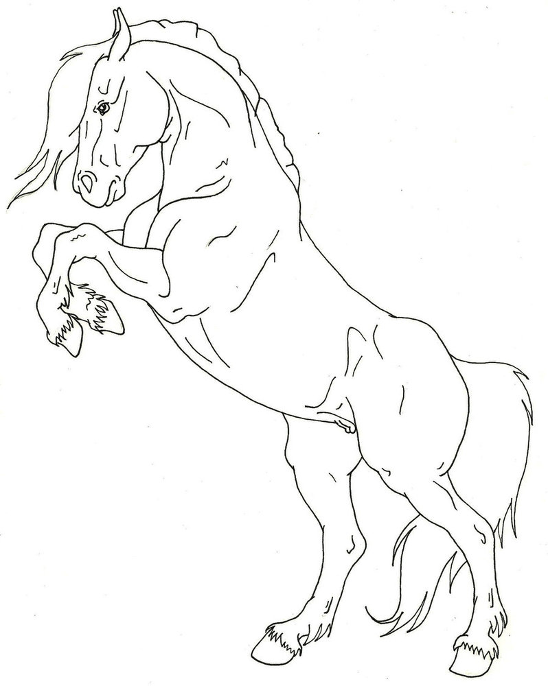 798x1000 Horse Drawings Free Lineart