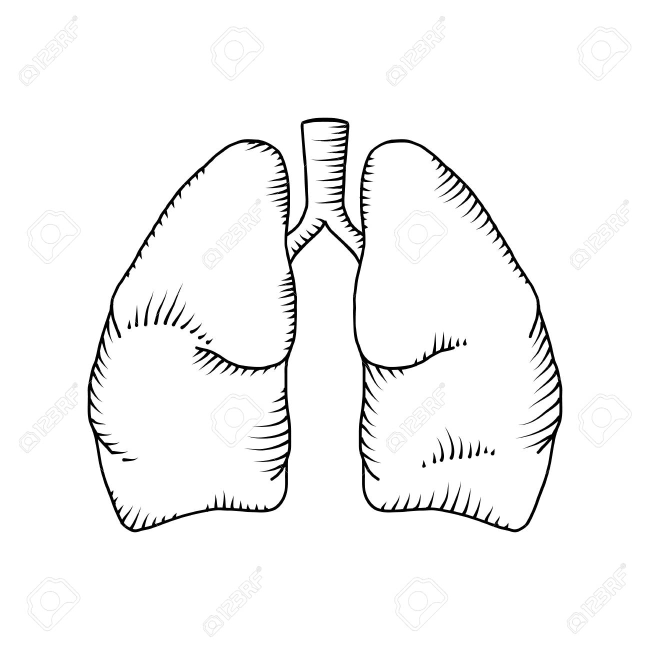 1300x1300 Lung Vector Detailed Illustration. Medical Background Royalty Free