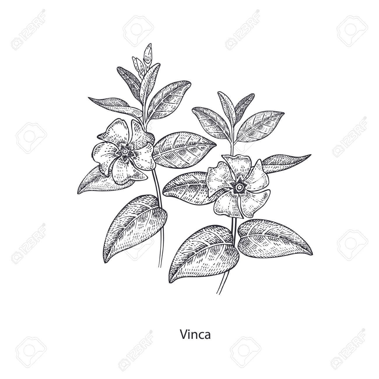 1300x1300 Periwinkle Flower. Medical Herbs And Plants Isolated On White