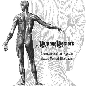 300x300 Skeletomuscular System Medical Illustration Vector