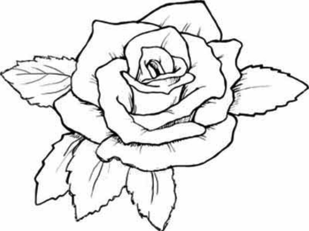 1024x768 Top 10 Beautiful Rose Coloring Pages Drawing