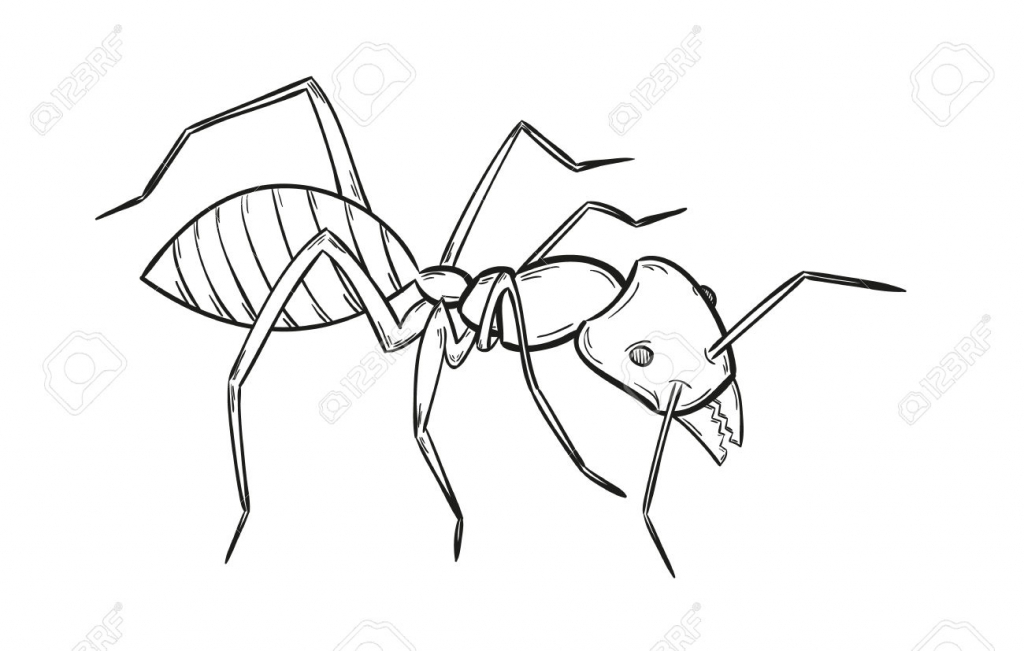 1024x651 Ant Pencil Drawing