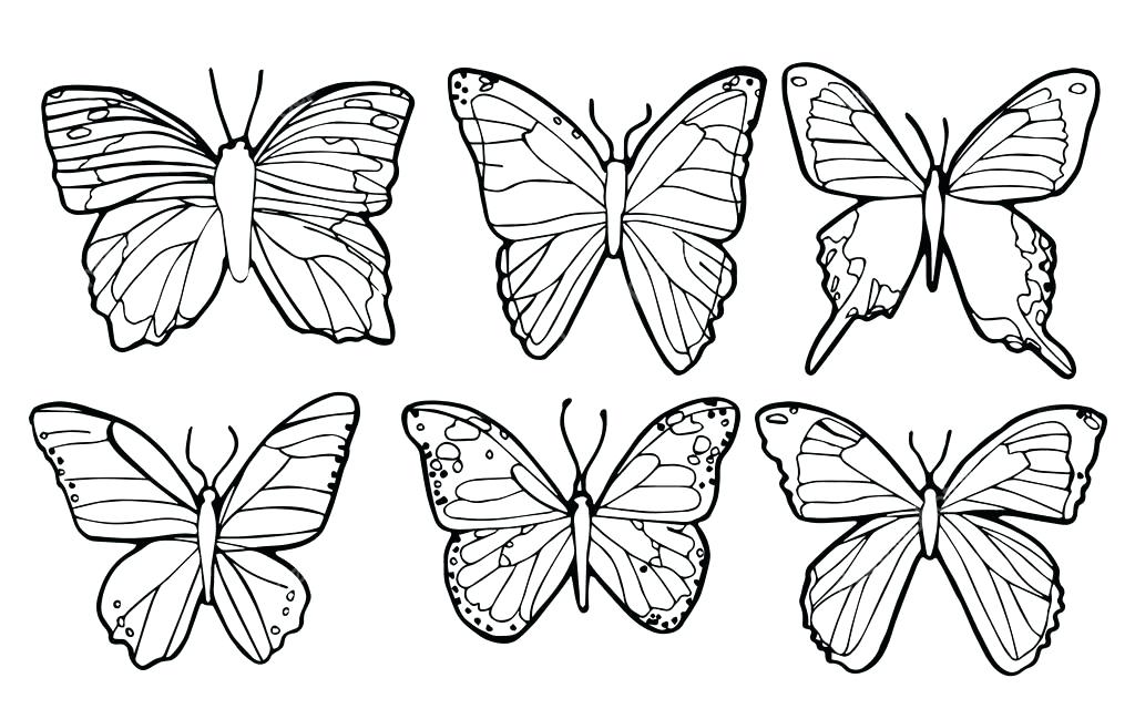 1024x640 Butterfly Wing Outline Vector Of Butterflies Outline Stock Vector