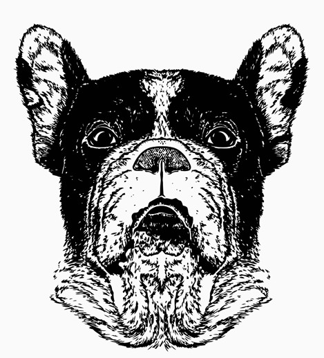 469x517 Sketch Of Portrait Of French Bulldog Black And White Printable