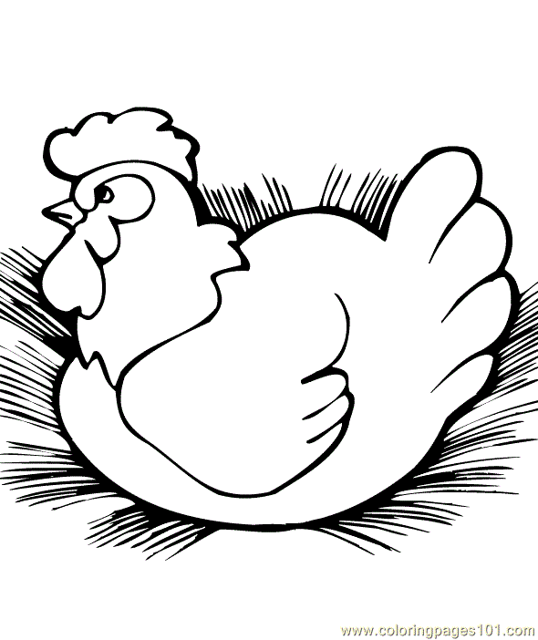 590x702 Hen Coloring Pages