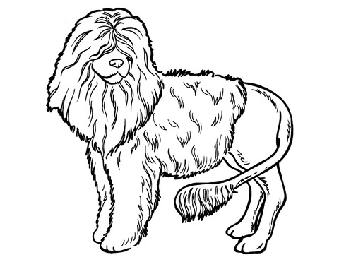 480x371 Poodle Dog Coloring Page Free Printable Coloring Pages