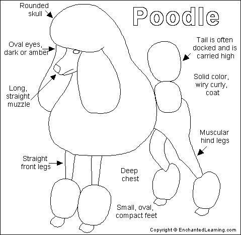 479x467 Poodle Printout