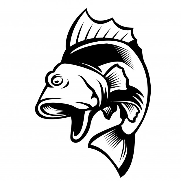 626x626 Bass Fish Vectors, Photos And Psd Files Free Download