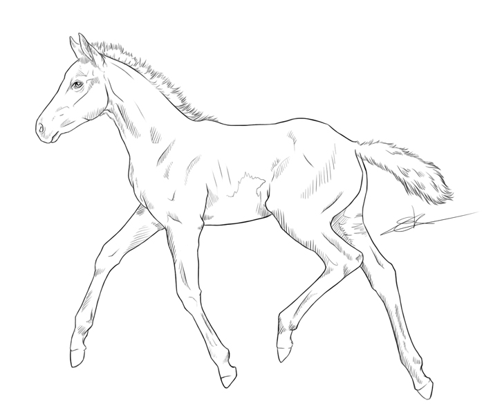 700x600 Foal By On @ Horse Line Art
