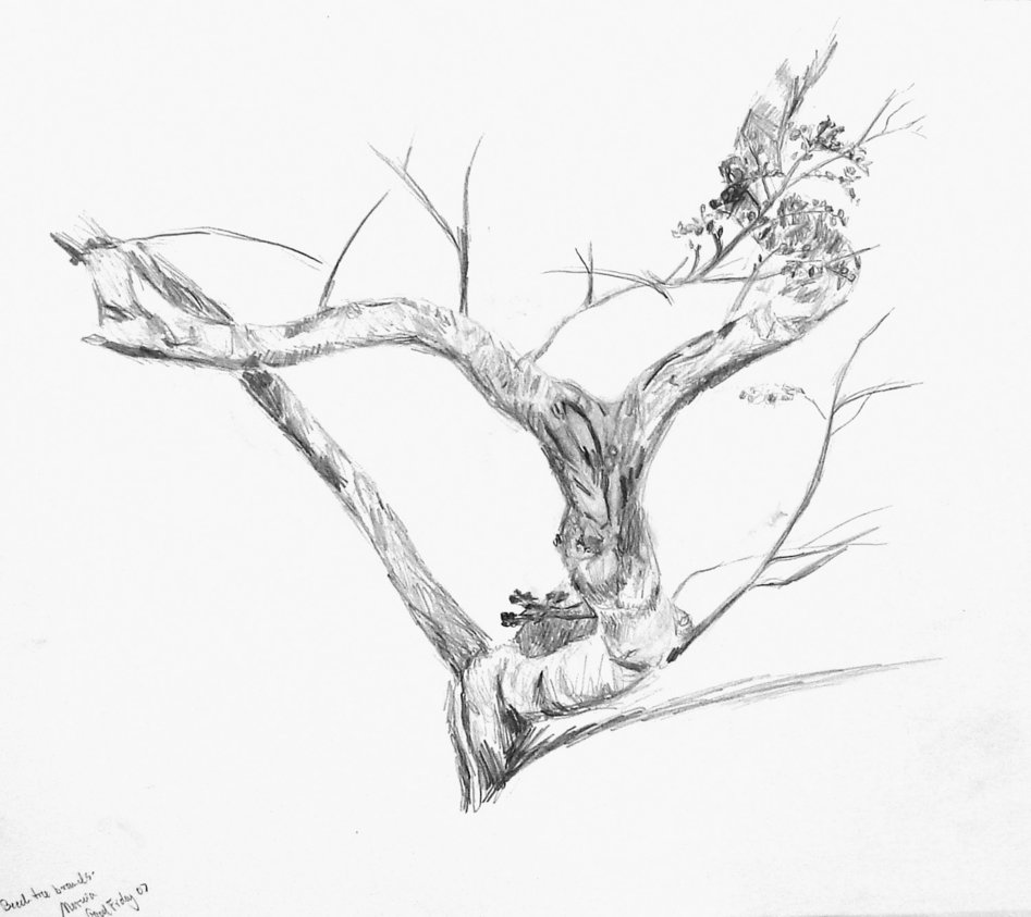 947x843 Tree Sketch By Starsong Studio