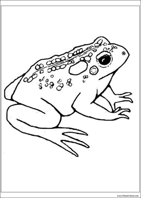 569x796 Drawings To Paint Amp Colour Frog