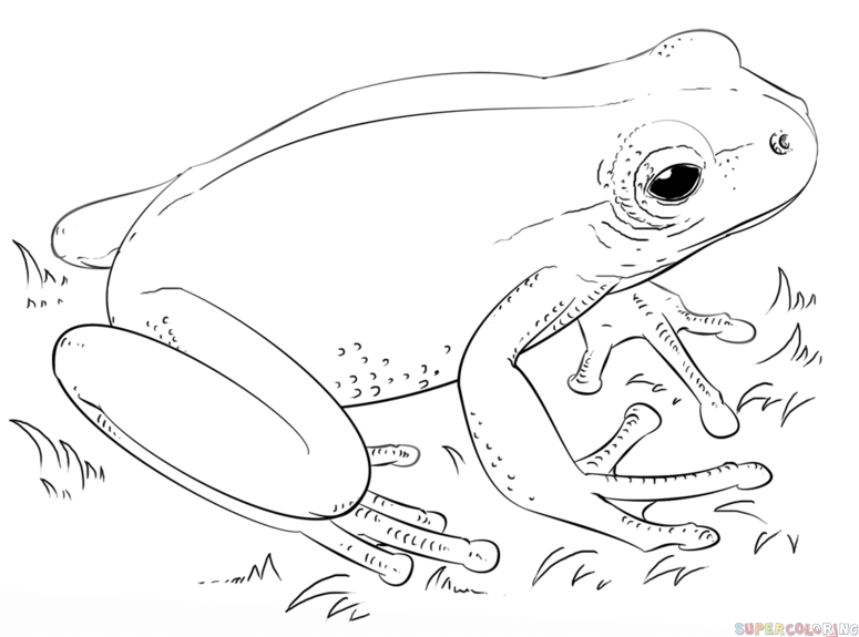 775x575 How To Draw A Leaf Green Tree Frog Step By Step. Drawing Tutorials