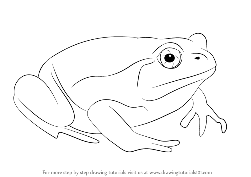 800x566 Learn How To Draw A Tomato Frog (Amphibians) Step By Step