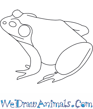 300x350 How To Draw An American Bullfrog