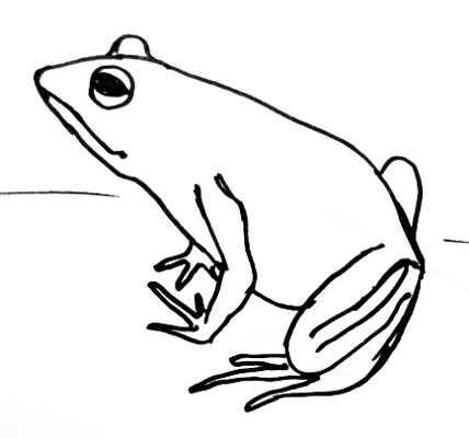 428x400 How To Draw A Frog