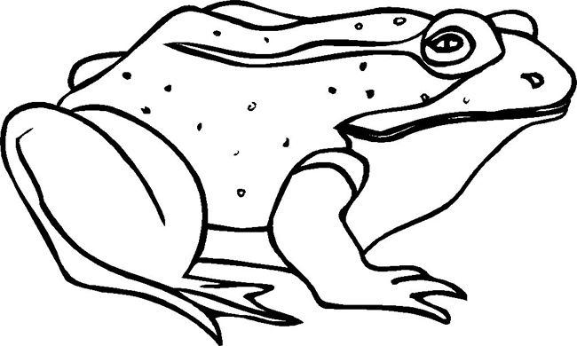 650x390 Frog Template