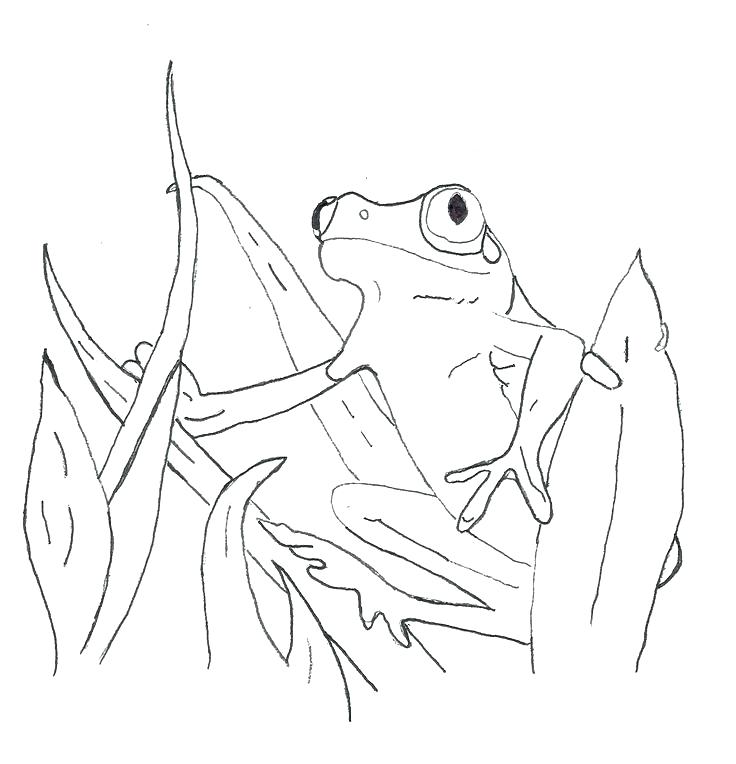 736x764 Printable Frog Coloring Pages Printable Frog Coloring Pages Frog