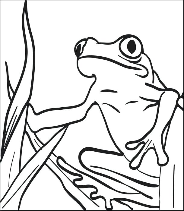 610x700 Printable Frog Coloring Pages Printable Frog Coloring Page