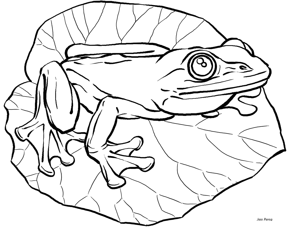 990x778 Realistic Frog Outline Cute Frog Coloring Books Crazy Quilt