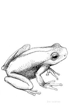 236x354 How To Draw A Frog Frog Drawing, Frogs And Frog Art
