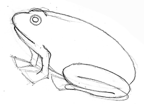 288x210 How To Draw A Frog Follow Along Here In Simple Steps