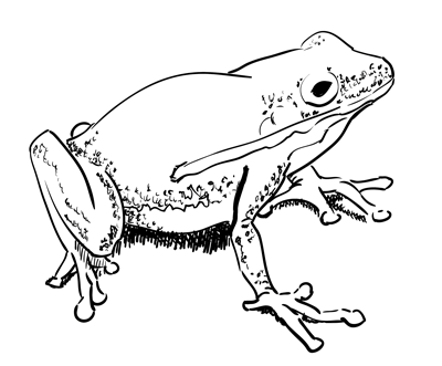 400x331 How To Draw A Frog Step By Step Art Drawing. Rs