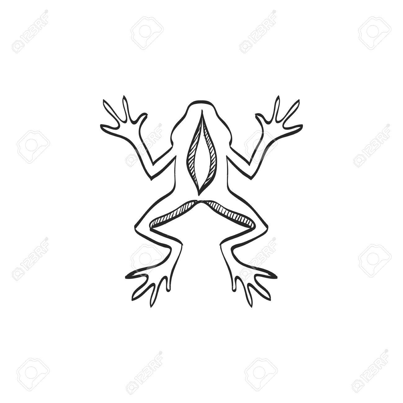 1300x1300 Lab Frog Icon In Doodle Sketch Lines. School Experiment Biology