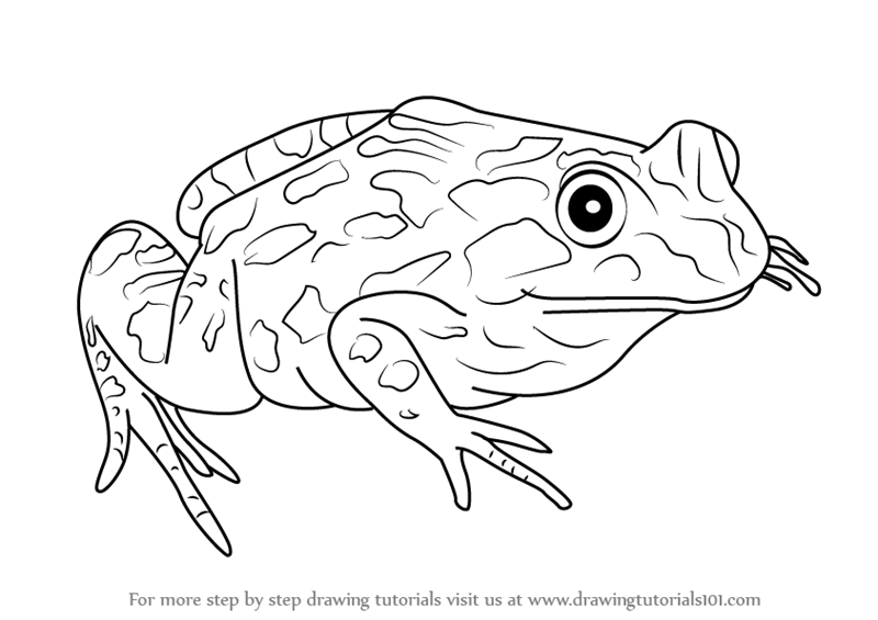 800x565 Learn How To Draw A Spotted Marsh Frog (Amphibians) Step By Step