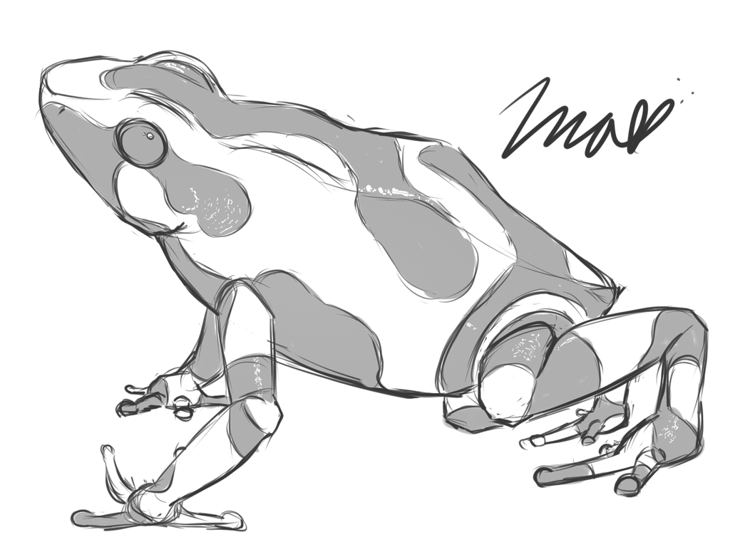 1024x768 Poison Dart Frog Sketch By Imalune