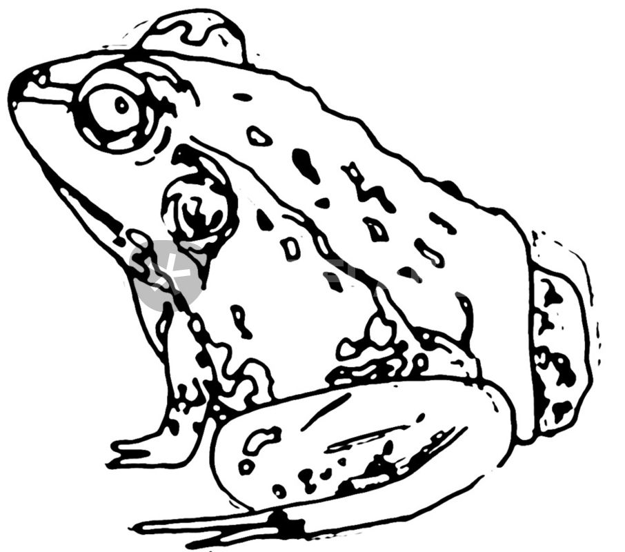 906x800 Frog Drawing Art Prints And Posters By C Lee