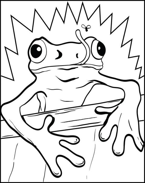 554x700 Free, Printable Frog Coloring Page For Kids
