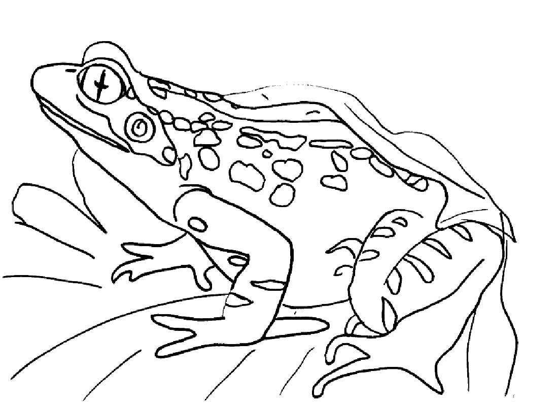 1100x800 Printable Frog Coloring Pages Coloring Me