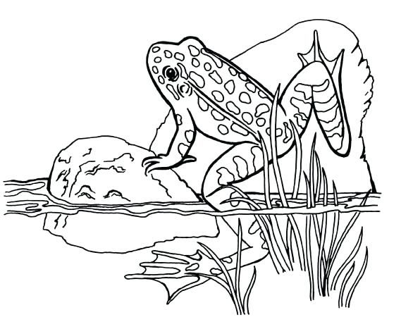569x450 Tree Frog Coloring Pages Frog Coloring Page Green Tree Frog