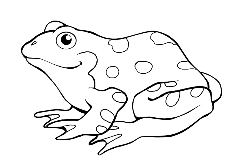 800x545 Frog Trace Free Frog Coloring Pages For Kids My School House