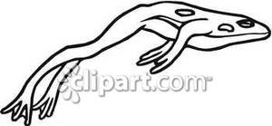 300x139 Of A Jumping Toad