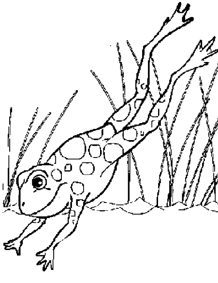451x584 Coloring A Frog Which Jumps In A Lake Picture