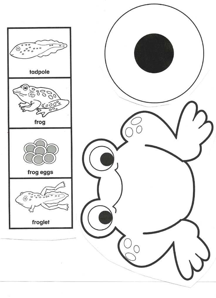 736x1012 96 Best 2rs 4.3 Frogs Images On Frogs, Activities